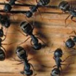 carpenter-ants-new