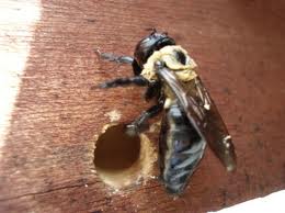 What Attracts Carpenter Bees To Homes In Massachusetts?