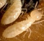 termites-300x142
