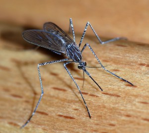 Mosquito-Control-Wakefield-Saugus-Melrose-Lynnfield