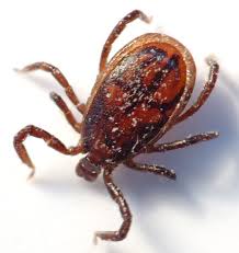 Lyme Disease May Reach Epidemic Levels