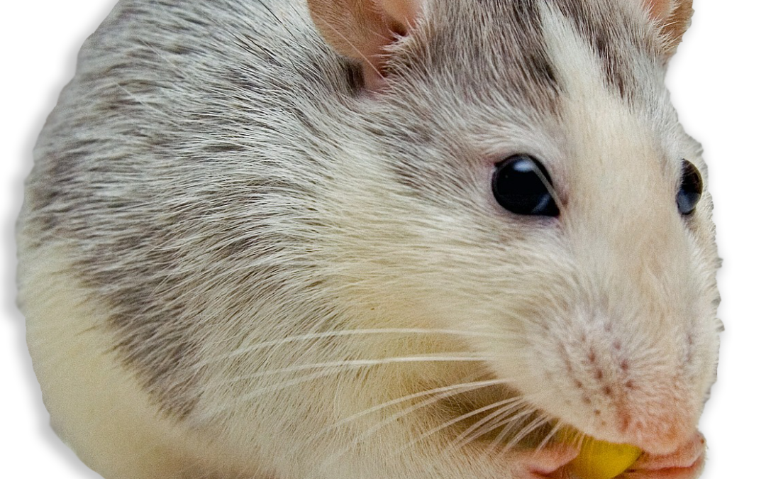 5 Signs You May Have Mice | Sachem Pest