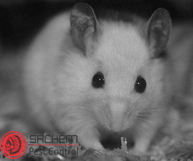 Tips For a Rodent Free Life | Sachem Pest Control