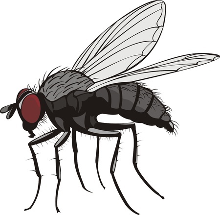 One Fly Can Change The World | Sachem Pest Control