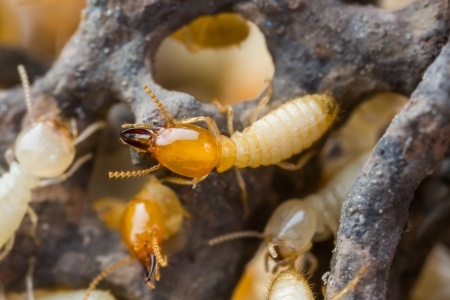 Termites Are Easily Fooled By Imposters